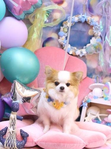 20240816りくくん